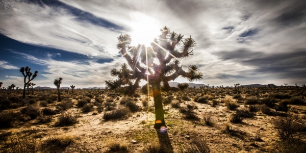 Joshua Tree National Park, USA