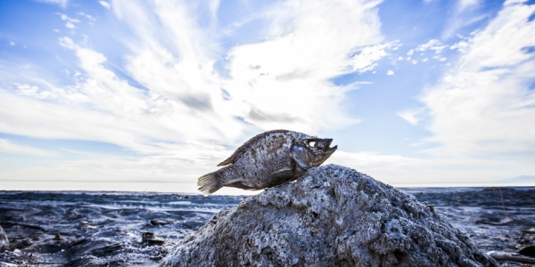 Salton Sea, California